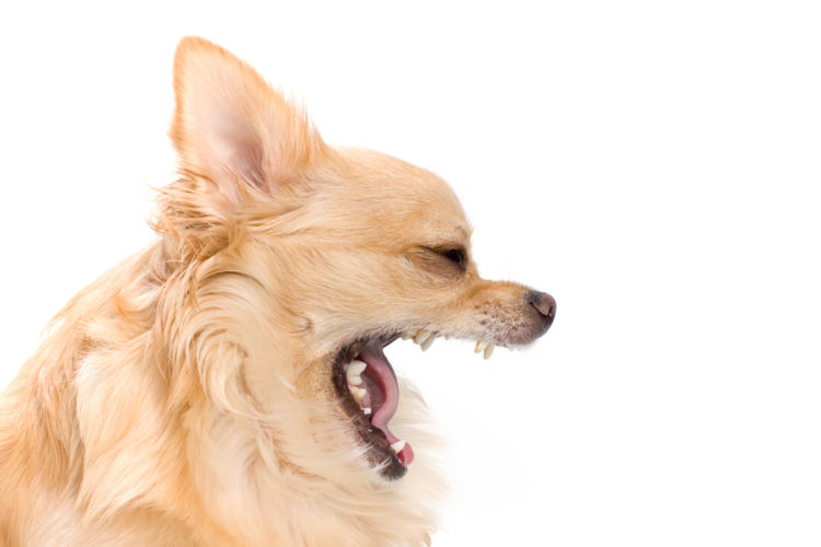 犬の根尖周囲病巣(こんせんしゅういびょうそう)【治療薬・治療費(手術費用)】