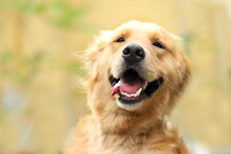犬の根尖周囲病巣(こんせんしゅういびょうそう)【間違いやすい病気は?】