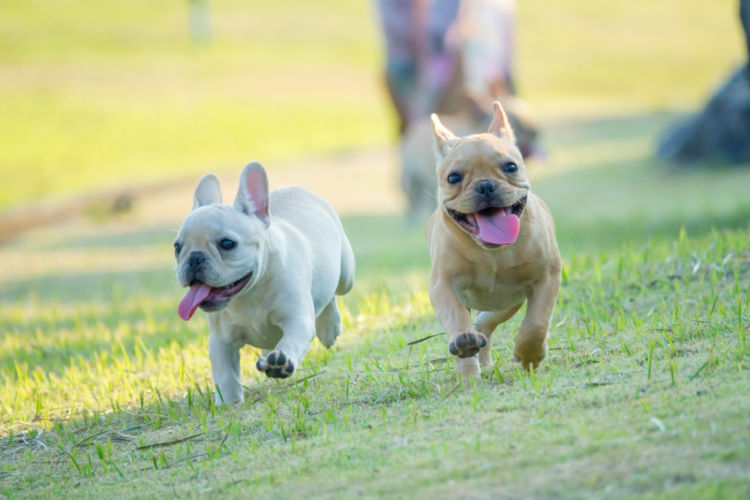 犬の含歯性嚢胞(がんしせいのうほう)【なりやすい犬種】