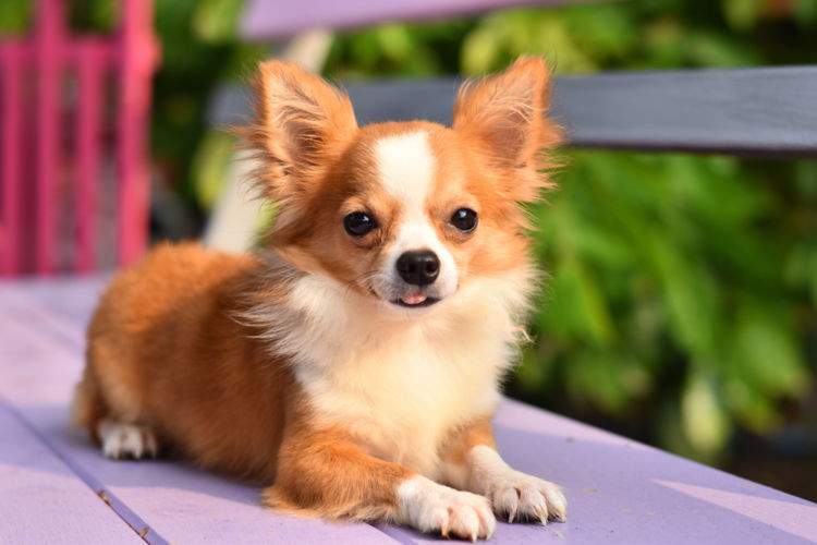 犬の含歯性嚢胞(がんしせいのうほう)【間違いやすい病気は?】