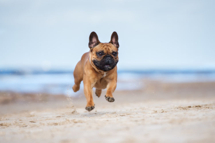 犬の歯の発育障害(エナメル質形成不全)【発症しやすい犬種】