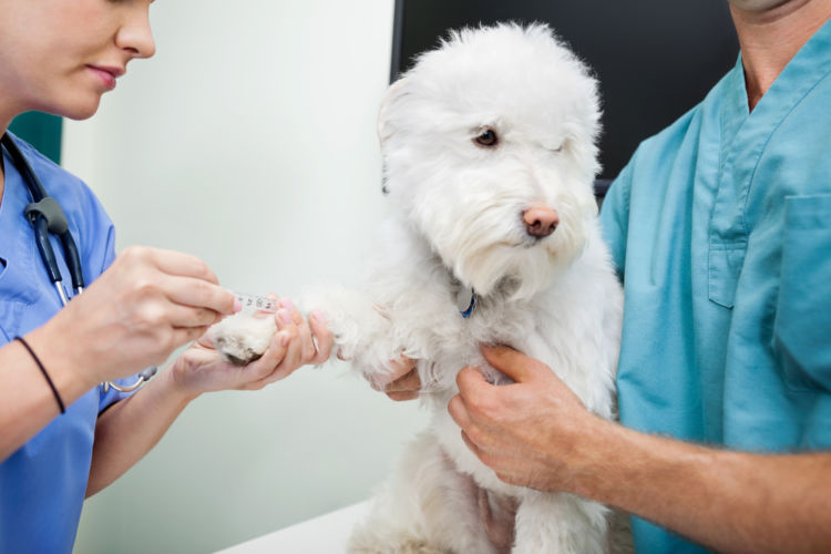 犬のエナメル質形成不全【治療薬・治療費(手術費用)】