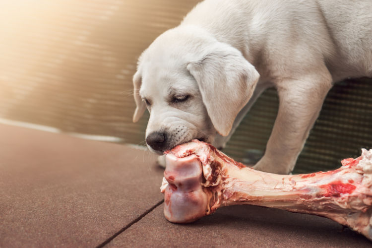 犬は雑食性の動物