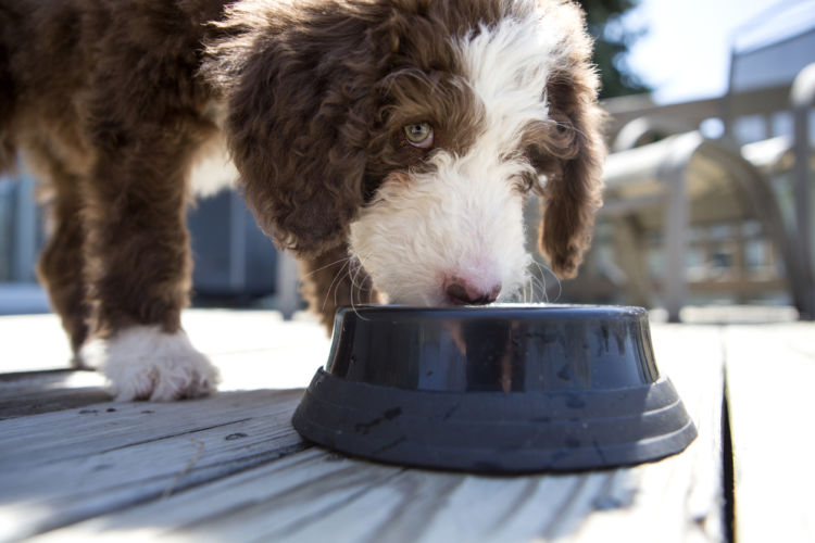 犬が「溜め食い」「早食い」をする理由