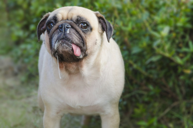 犬と人間で異なる唾液の成分