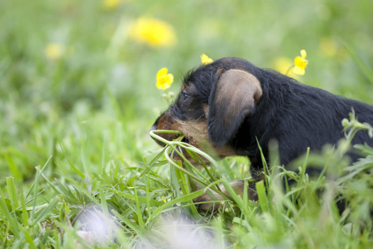 犬にも食物繊維が必要