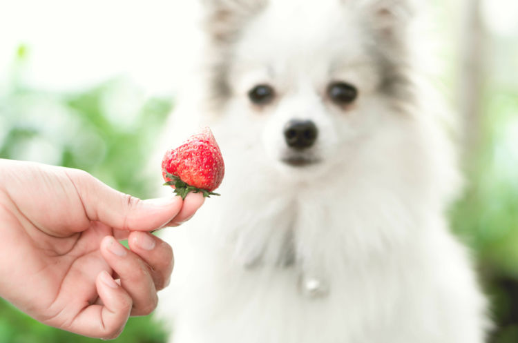 犬が感じる味は本能に基づいている