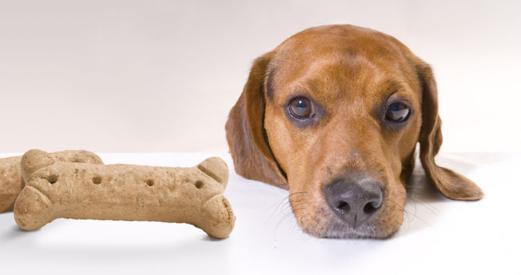 犬にとって「見た目においしい」はあまり関係ない