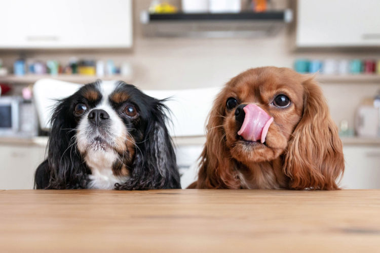 【獣医師監修】人間とは違う!?「犬の食性」「食習慣」とは?フードを与える前の知識!