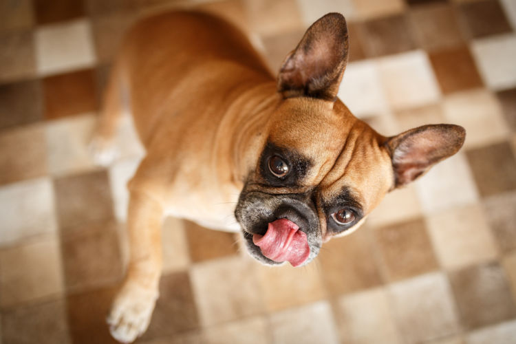 犬の味の好み