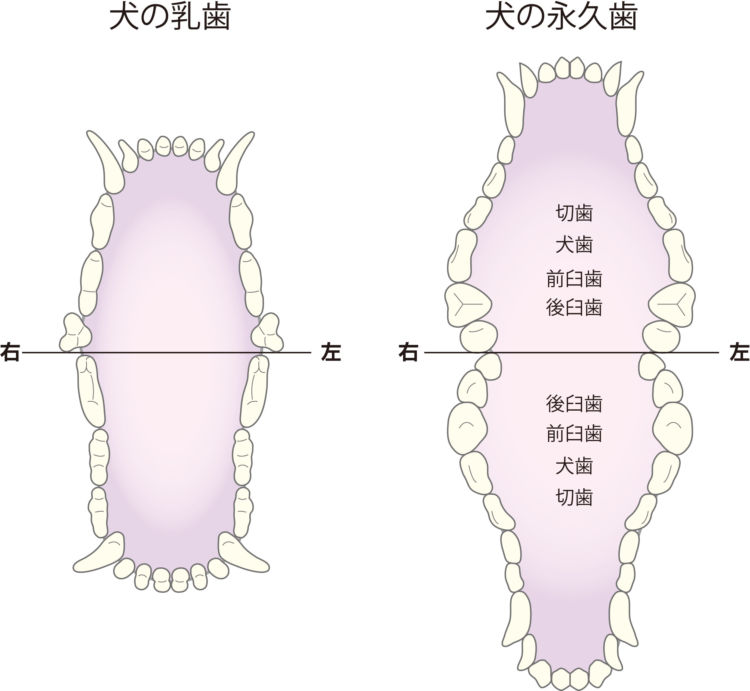 犬の乳歯と永久歯の歯並び