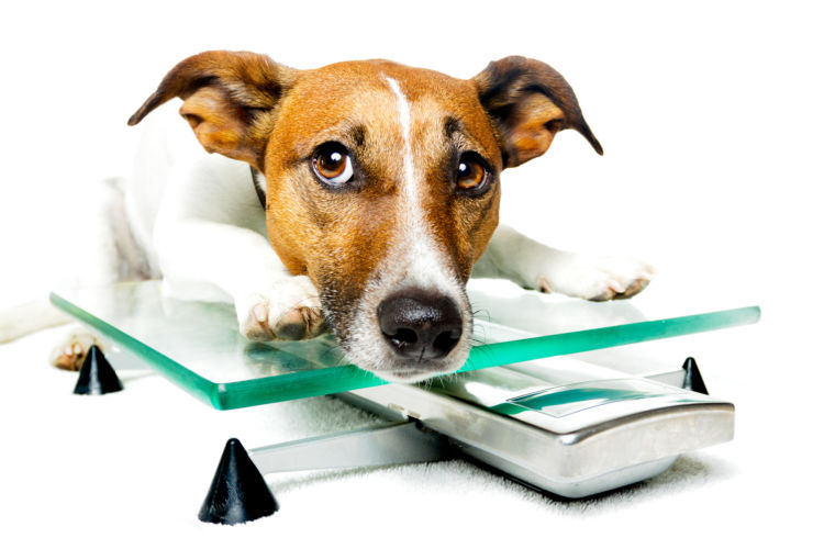犬の前十字靭帯断裂【予防対策】