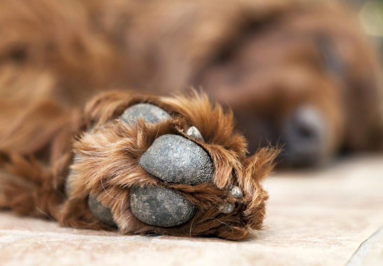 犬の指間炎