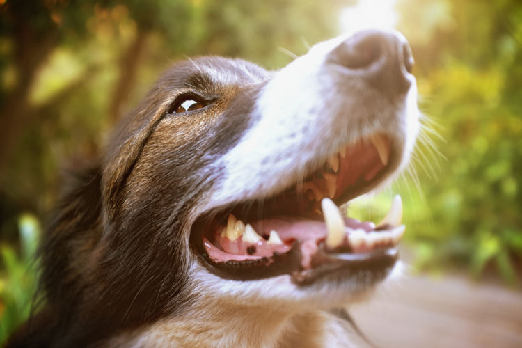 犬の歯髄炎【発症しやすい犬種】