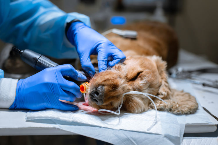 犬の歯髄炎【治療薬・治療費(手術費用)】