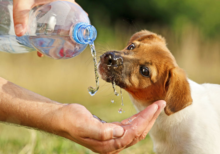 犬の糖尿病【症状】