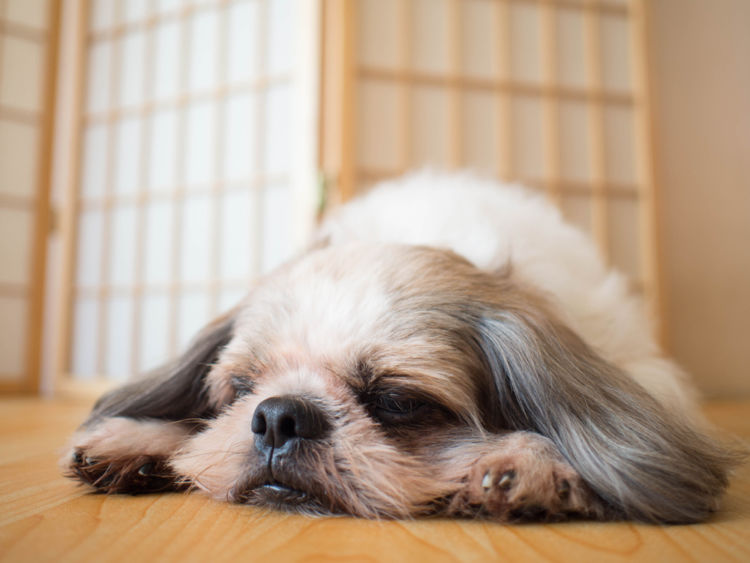 犬の糖尿病「症状」⑥【「ケトアシドーシス」と言う状態】