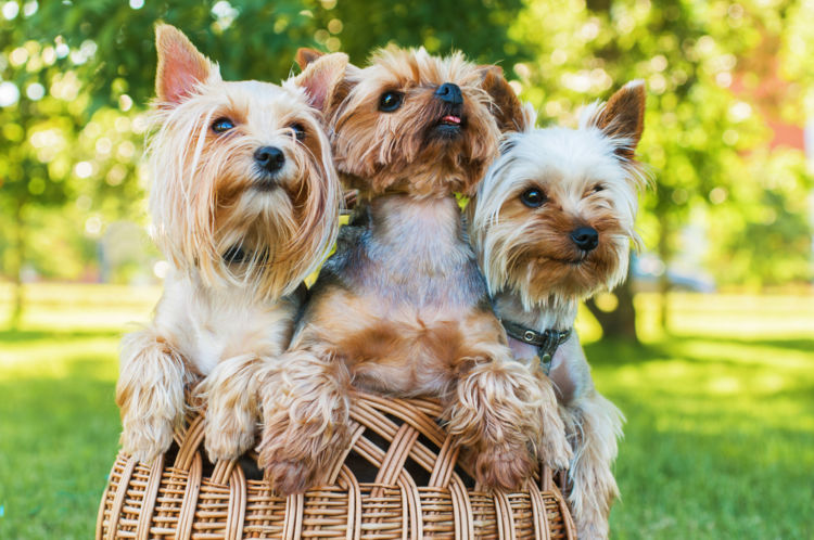 犬の糖尿病【発症しやすい犬種】