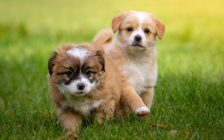 犬の糖尿病【予防対策】