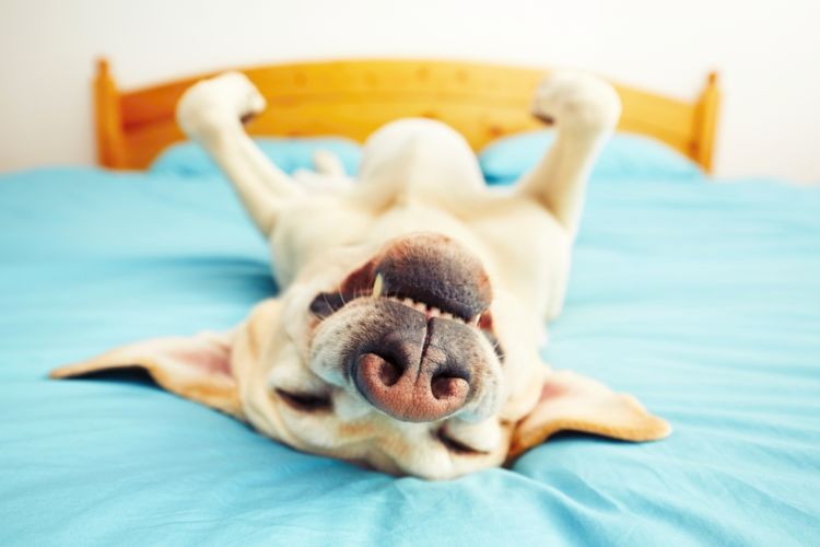 犬の副腎皮質機能亢進症(クッシング症候群)と間違えやすい病気