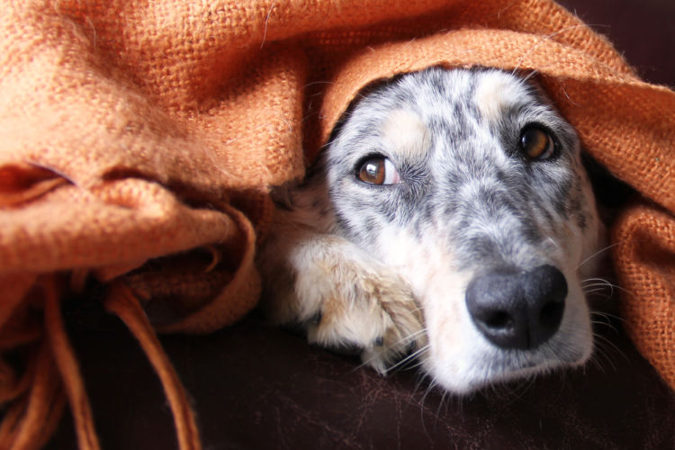 犬の副腎皮質機能亢進症(クッシング症候群)【診断方法】