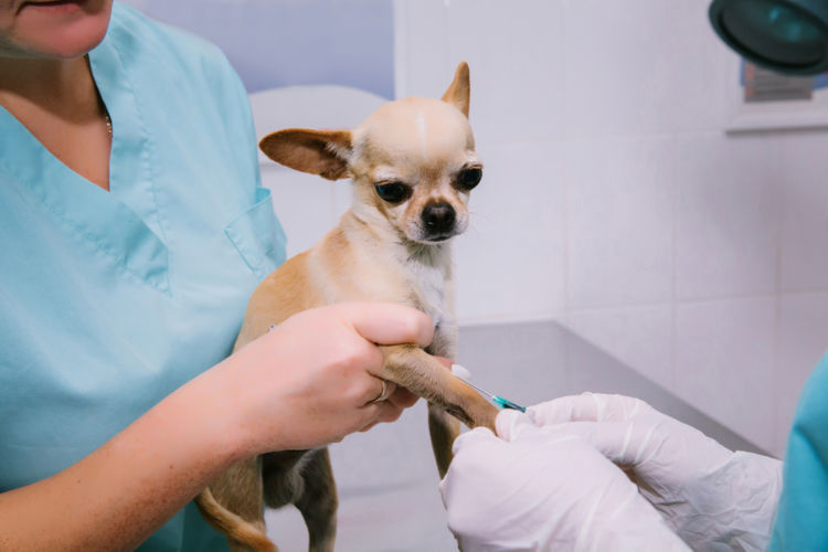 犬の副腎皮質機能亢進症(クッシング症候群)【診断方法】