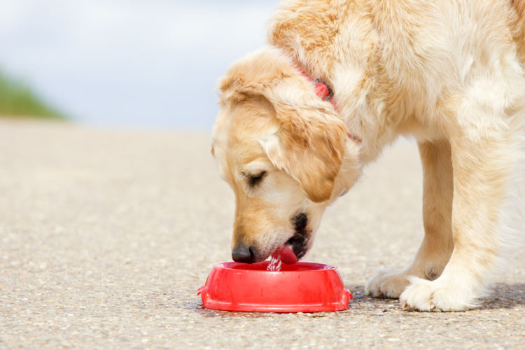 犬の副腎皮質機能亢進症(クッシング症候群)