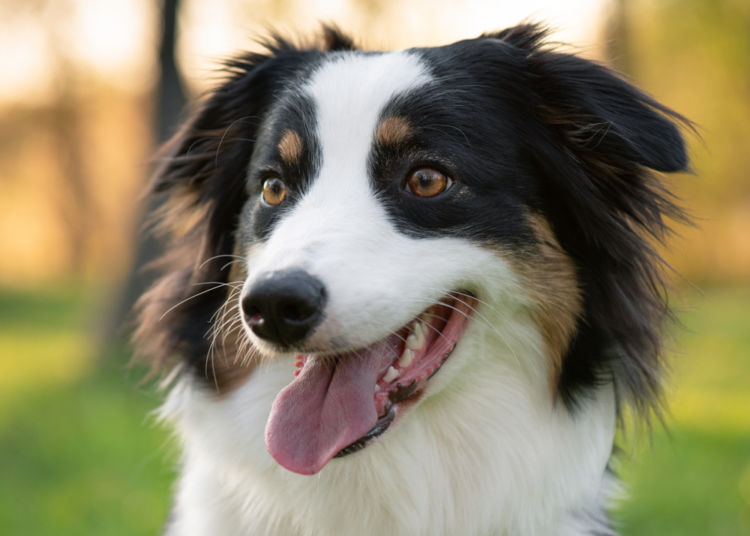 犬の埋伏歯【原因】