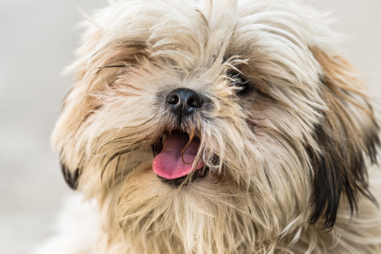 犬の埋伏歯【治療方法】