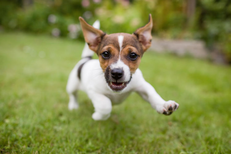犬の埋伏歯【予防対策】