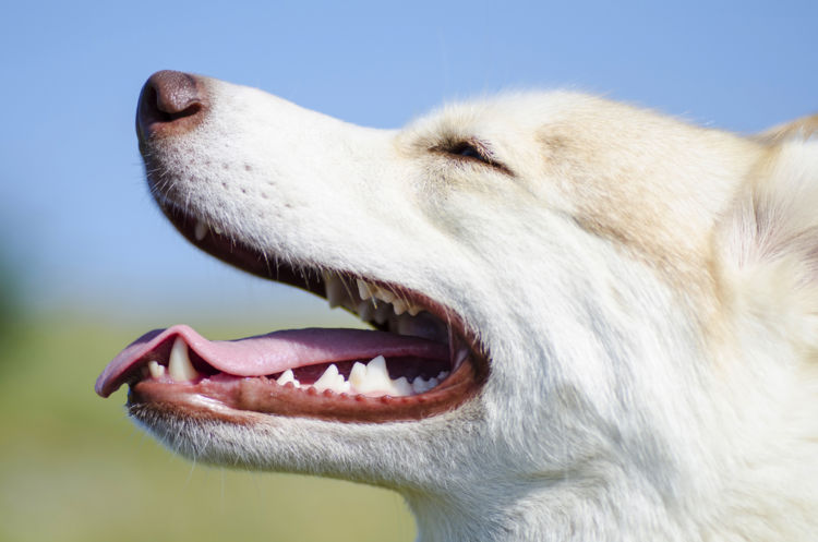 犬の欠歯