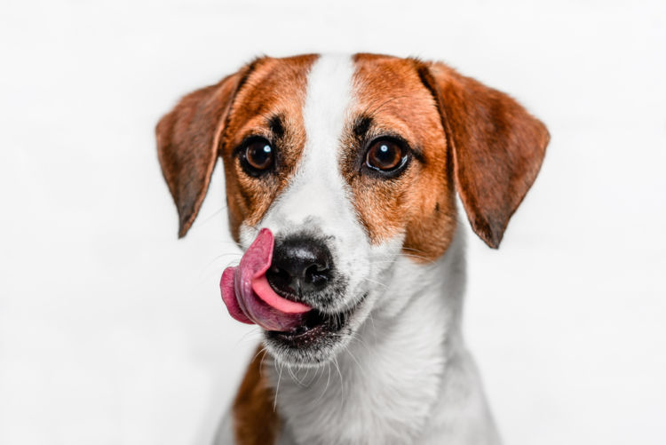 犬の歯のう蝕【発症しやすい犬種】