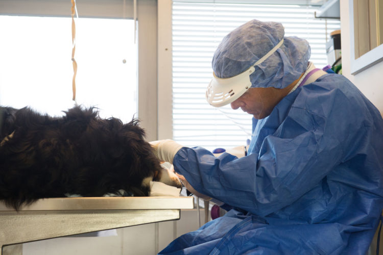 犬の歯のう蝕【診断方法】