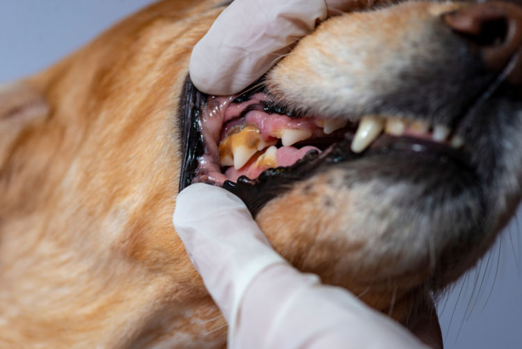 犬の歯のう蝕【治療方法】