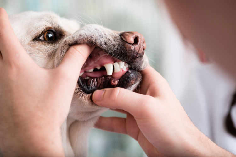 犬の変色歯