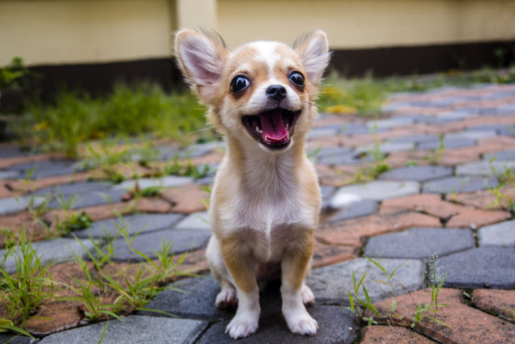 犬の乳歯遺残【発症しやすい犬種】