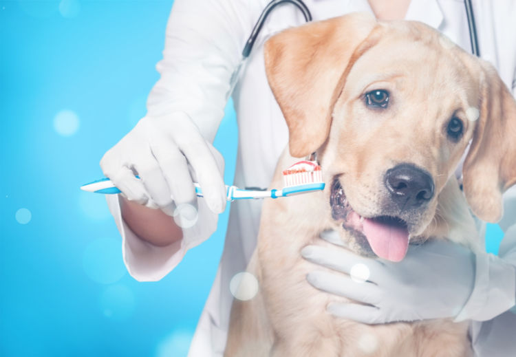 犬の乳歯遺残【予防対策】