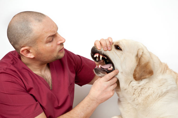 犬の乳歯遺残【診断方法】