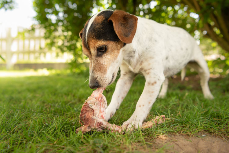 【獣医師監修】犬にとって安全な「肉」の原材料とは?栄養学のプロが飼い主の不安を解消!