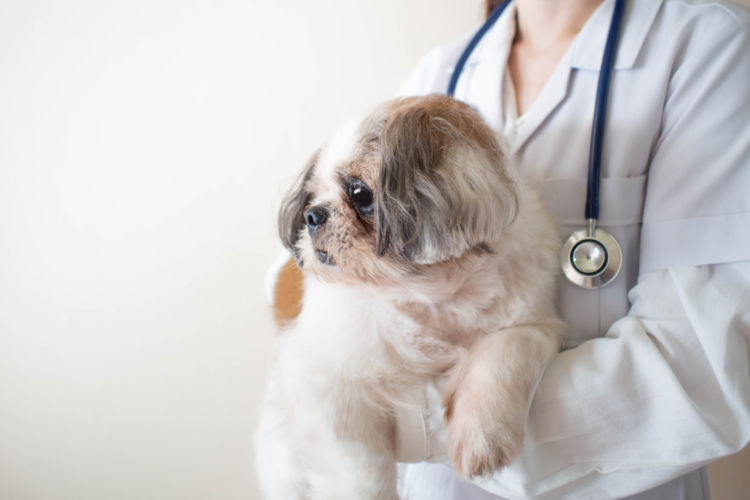 犬の副腎皮質機能亢進症(クッシング症候群)【診断方法】