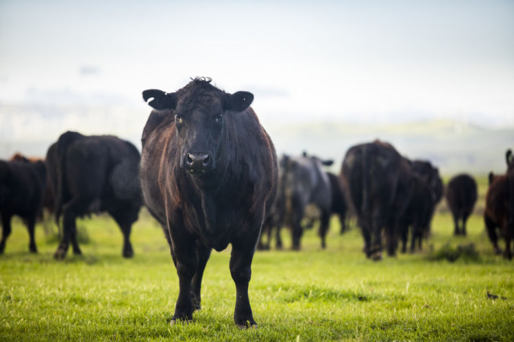 ドッグフードの原料「肉類」に使用される動物