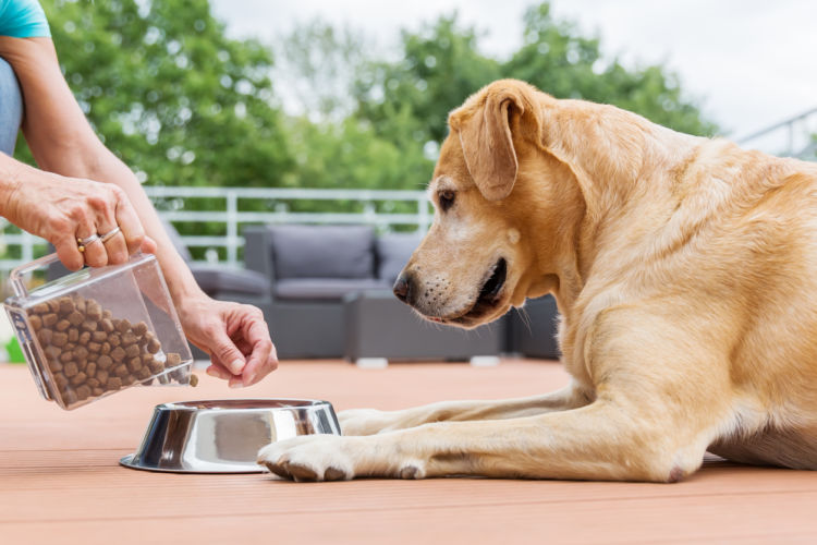 「肉副産物」は犬にとって安全?