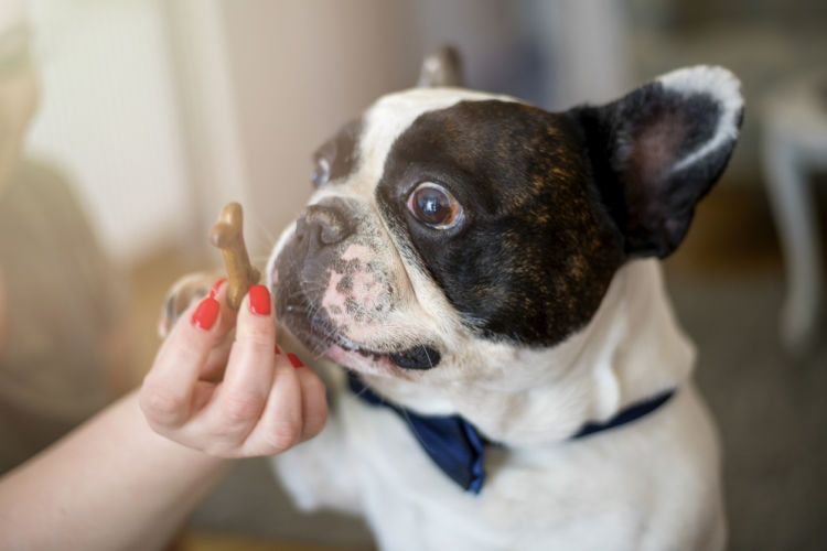 犬にとって安全な「肉」まとめ