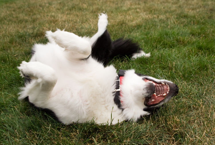犬に穀物アレルギーがある場合は「グレインフリー」