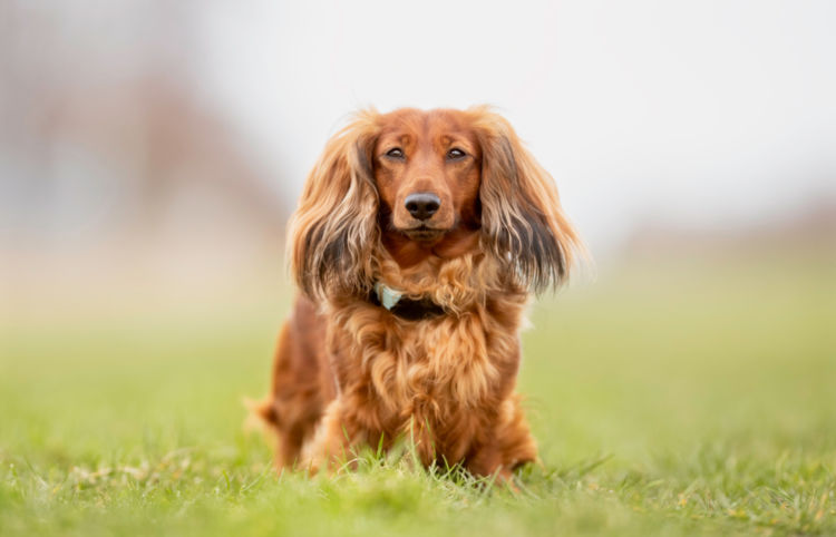 犬の甲状腺機能低下症【症状】