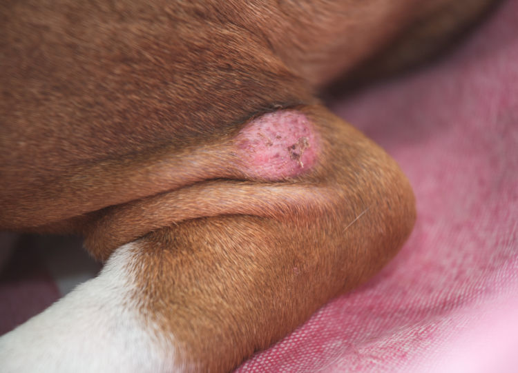 犬の足の傷