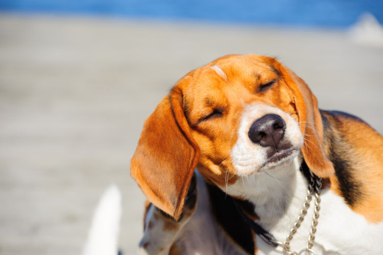 犬のアトピー性皮膚炎