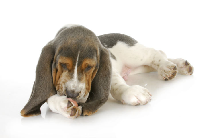 犬の肢端舐性皮膚炎