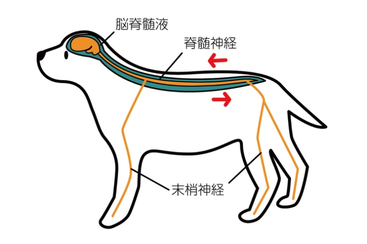 犬の脳脊髄液の流れ