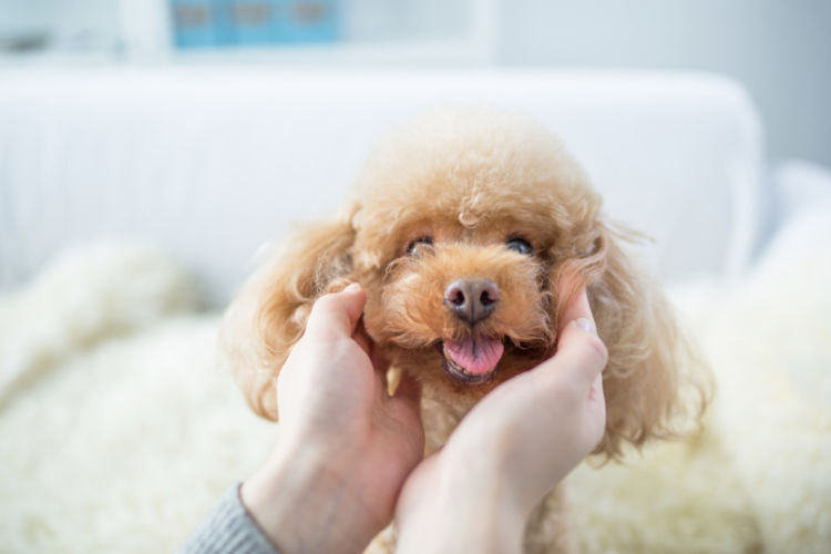 犬の脊髄空洞症【予防対策】